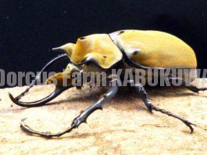 イイジマゾウカブトとコスタリカ産エレファス、新成虫で徹底比較
