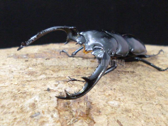 wwdti77a