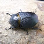 dynepewe