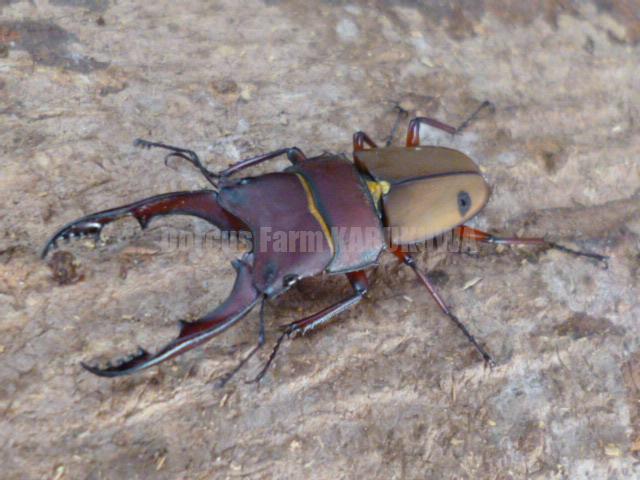 lepbur