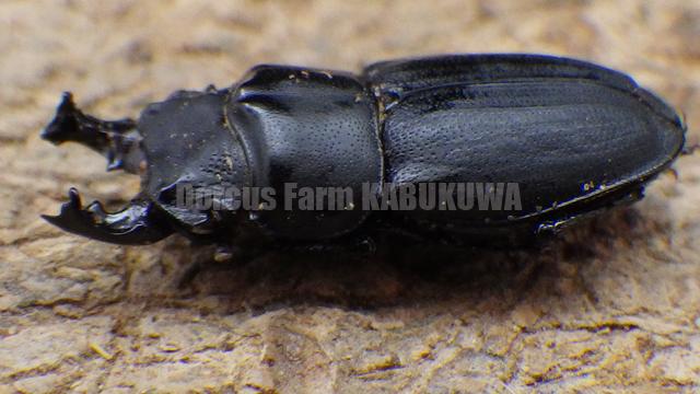☆限定2セットのみ☆激レア☆新成虫☆ネオトラグスヒラタムネツノ 