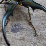 cymongi66