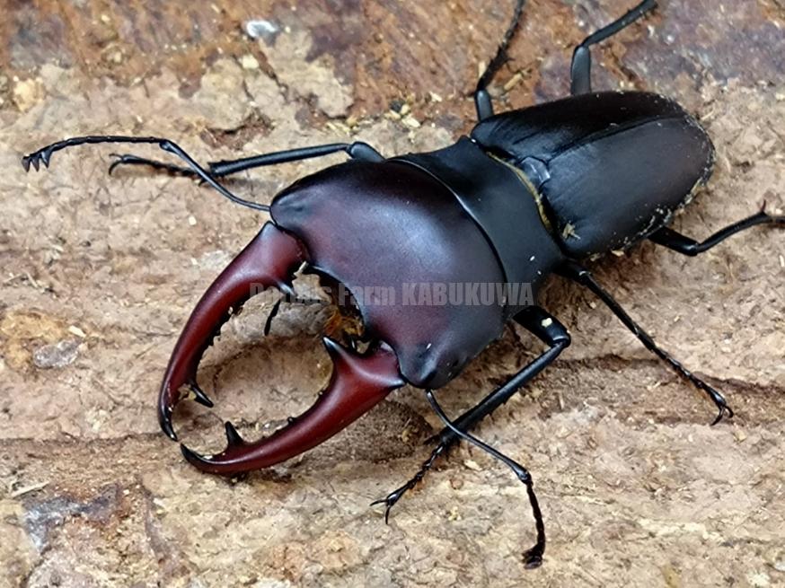 ド珍品！アウストラリスオオズクワガタ 紅 ♂34mm 野外品標本 ペア 