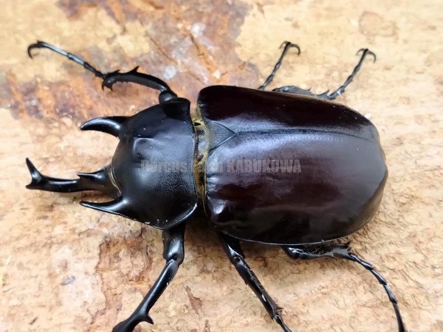 標本 フレンチギアナ産 アクティオンゾウカブト 昆虫標本 - 標本 