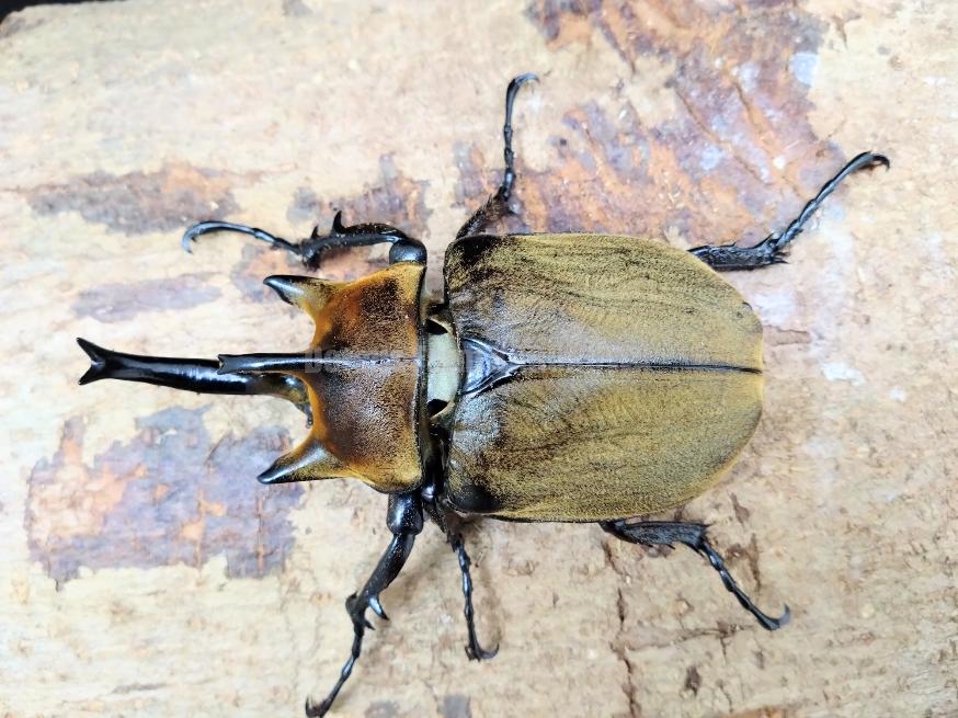 新成虫☆即ブリ☆ギアスゾウカブト亜種プランディ♂109mmペア | Dorcusfarm