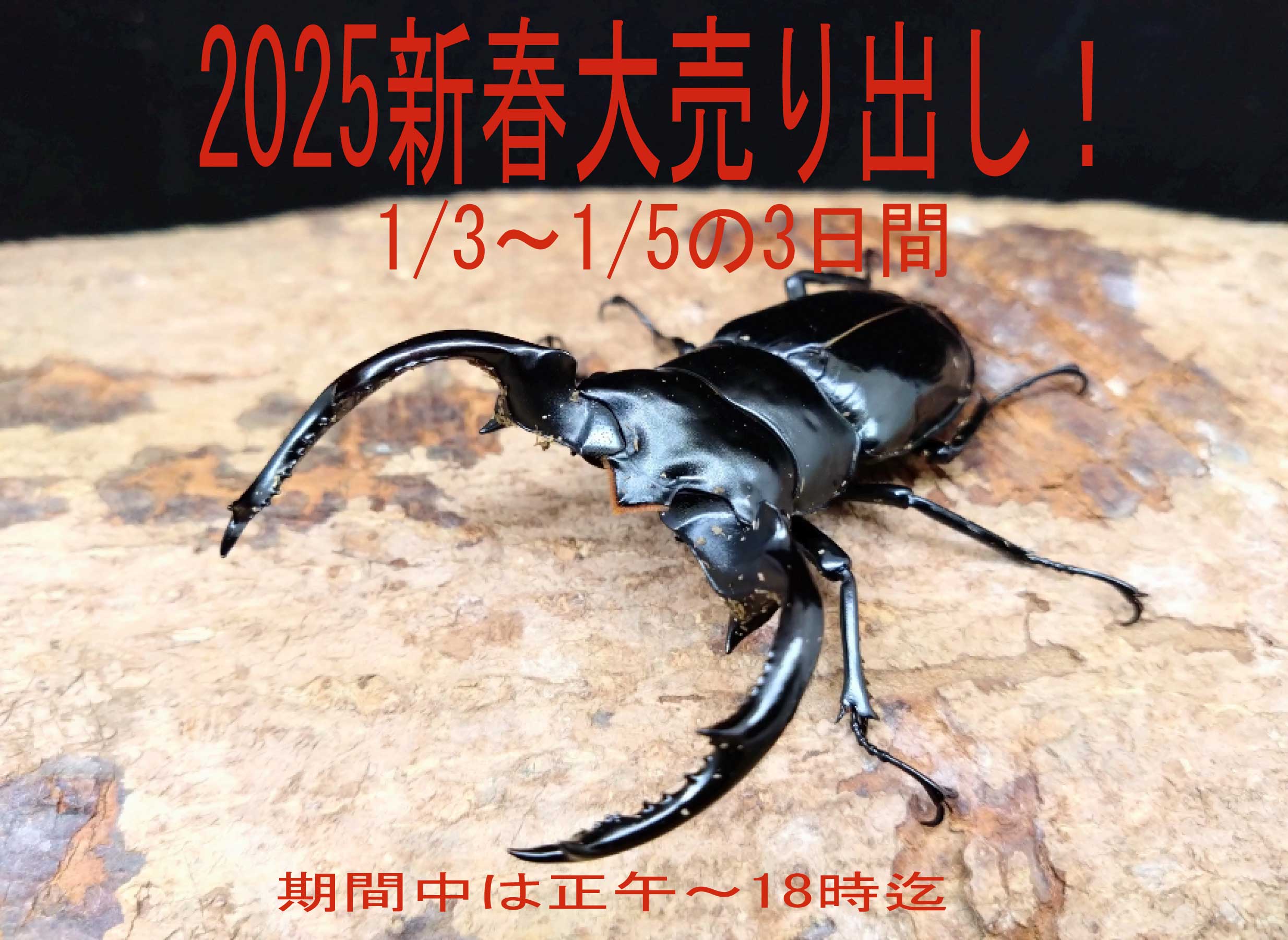 2025・新春大売り出し！！ | Dorcusfarm