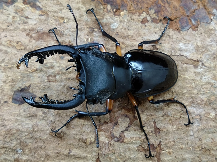6/20新着☆フィリピン便☆天然☆インペリアリスツヤクワガタ | Dorcusfarm