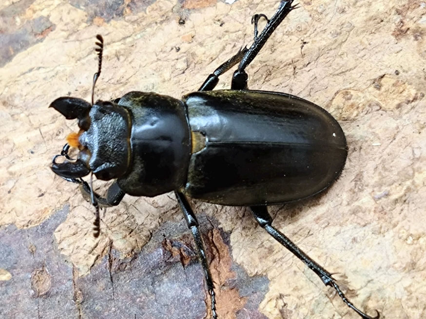 ☆6/13☆新着☆ベトナム便☆天然☆フジタミヤマ♂49mm♀29mmペア