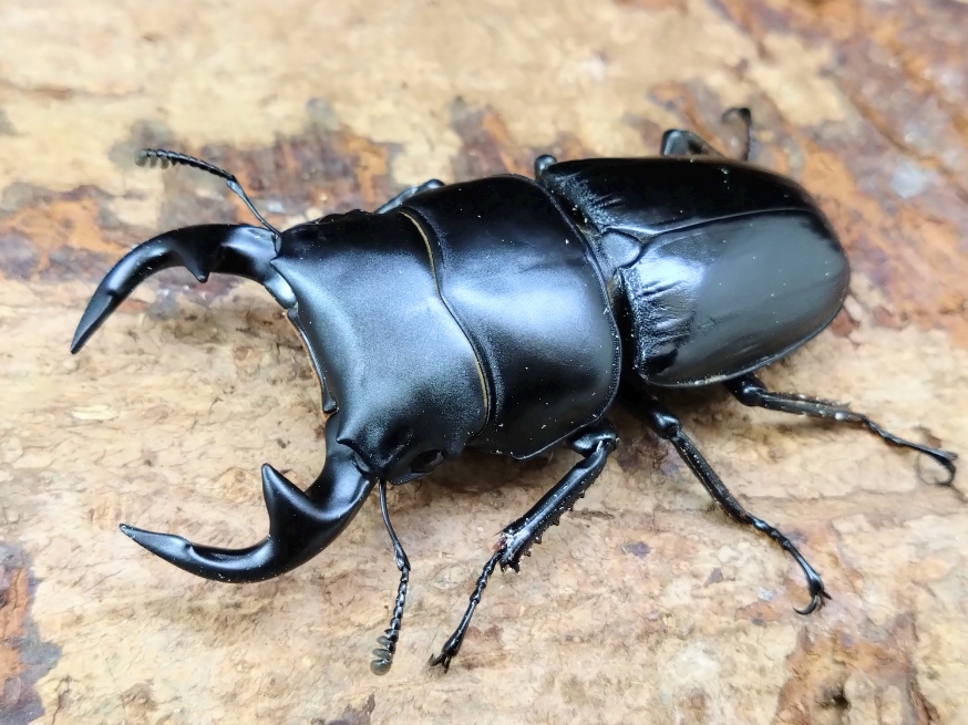 豪州産　カタハリクワガタ　18mm 250484-1.jpg