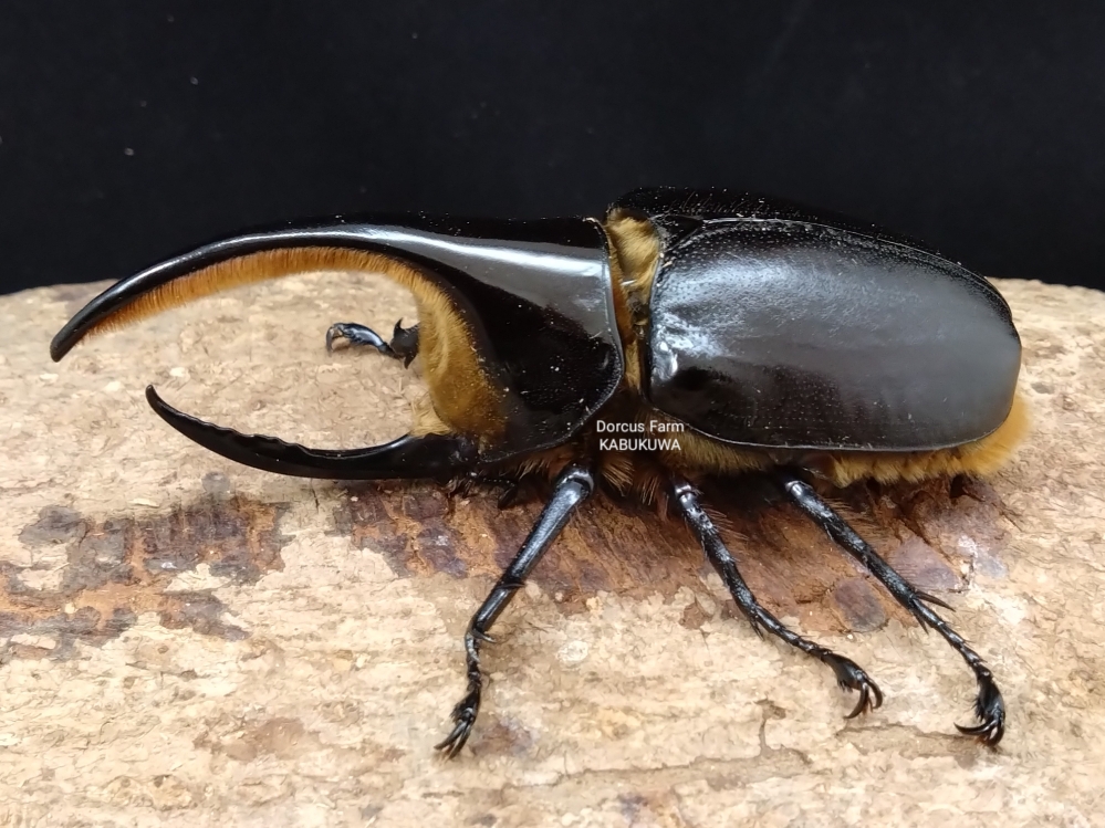 後食済み☆新成虫☆サタンオオカブト♂A-101㎜♀63㎜ペア | Dorcusfarm
