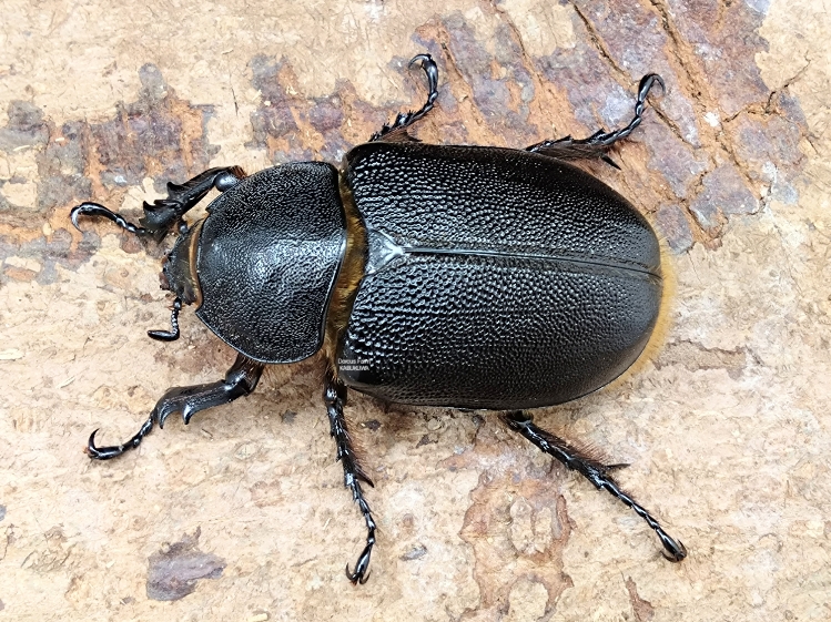 後食済み☆新成虫☆サタンオオカブト♂A-101㎜♀63㎜ペア | Dorcusfarm