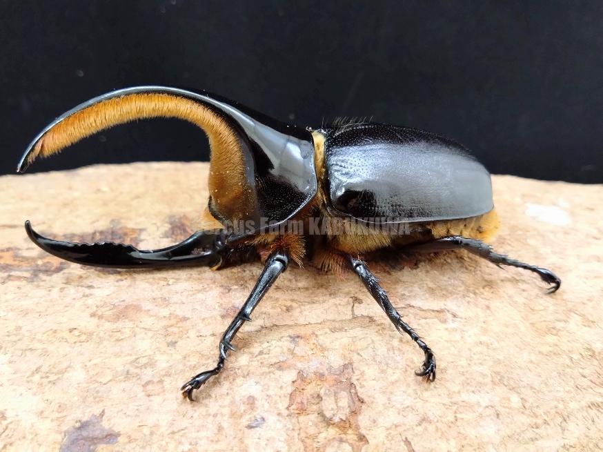 後食済み☆新成虫☆サタンオオカブト♂A-100㎜単品 | Dorcusfarm