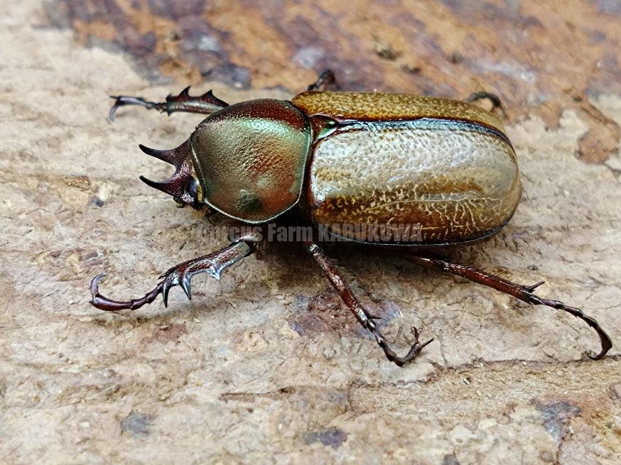 カブト各種 | Dorcusfarm