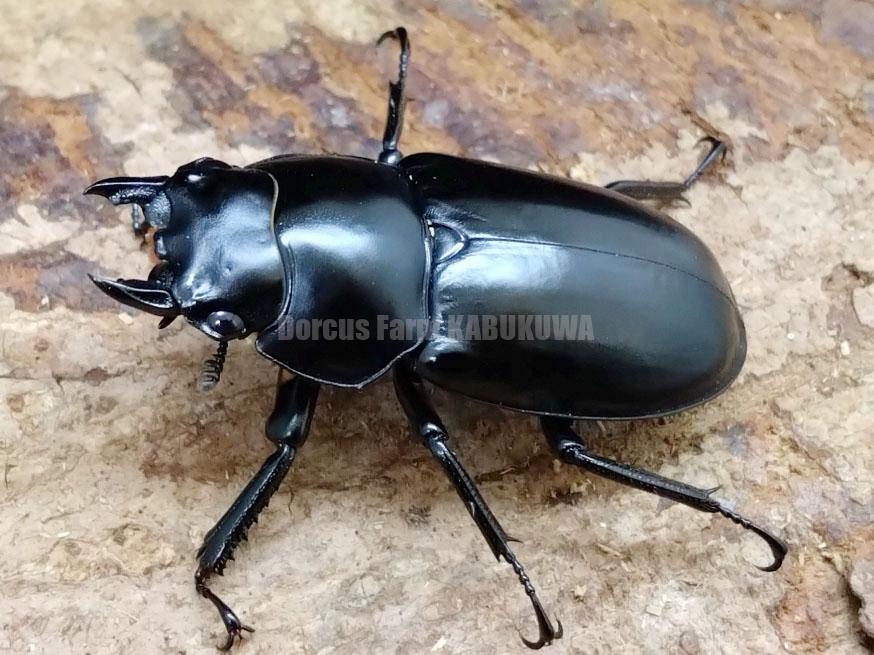 ☆2025新成虫☆Dv産☆ウエストウッディ☆♂82mm♀46mmペア(Vライン