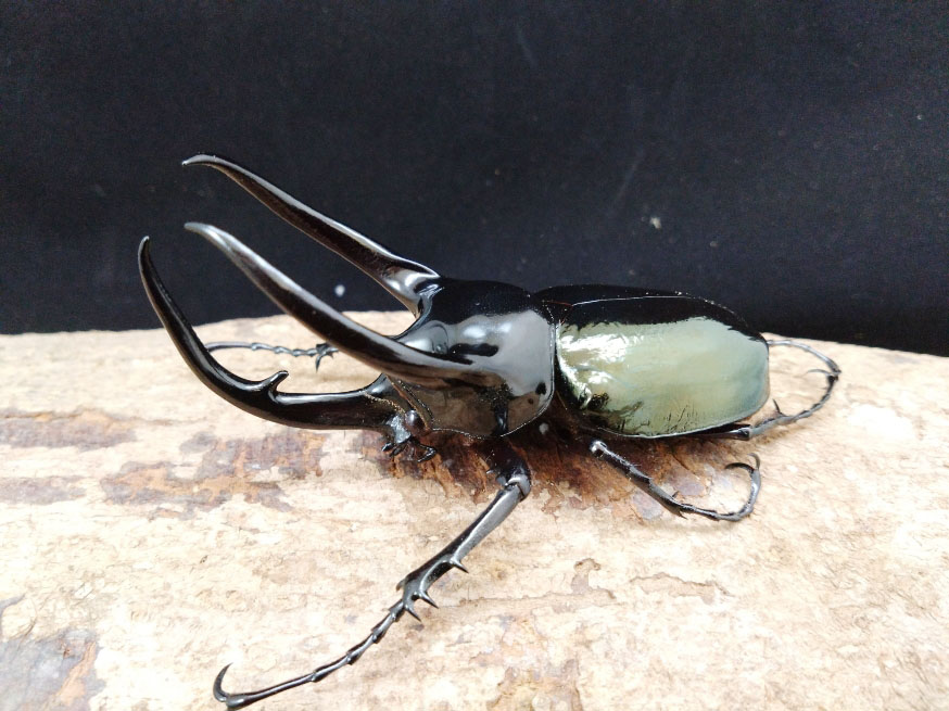 ccbelf1120